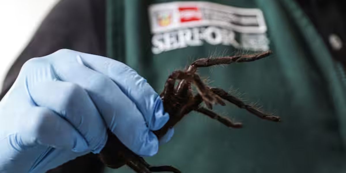 South Korean Man Caught Smuggling Over 400 Bugs, Including Tarantulas, From Peru