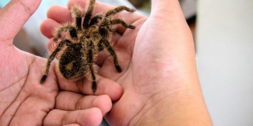 South Korean Man Caught Smuggling Over 400 Bugs, Including Tarantulas, From Peru