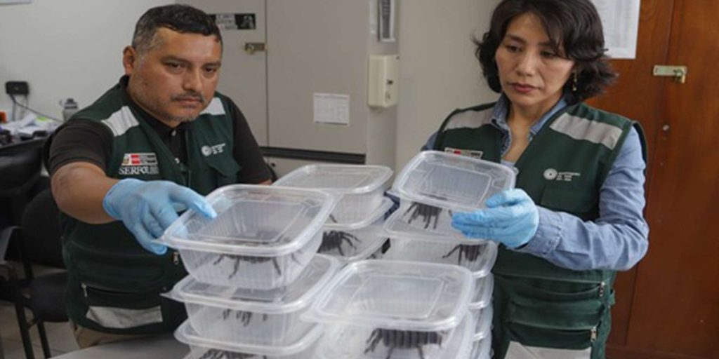 South Korean Man Caught Smuggling Over 400 Bugs, Including Tarantulas, From Peru