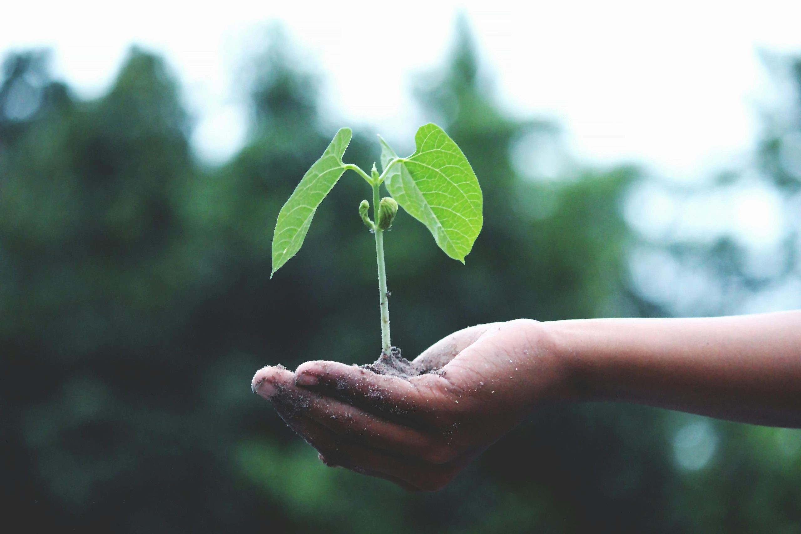 Alliant Energy Donates $134K for Tree Planting in North and Northeast Iowa