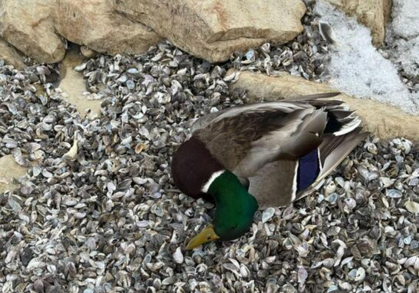 Dead Birds in Milwaukee Parks Spark Bird Flu Fears Among Pet Owners