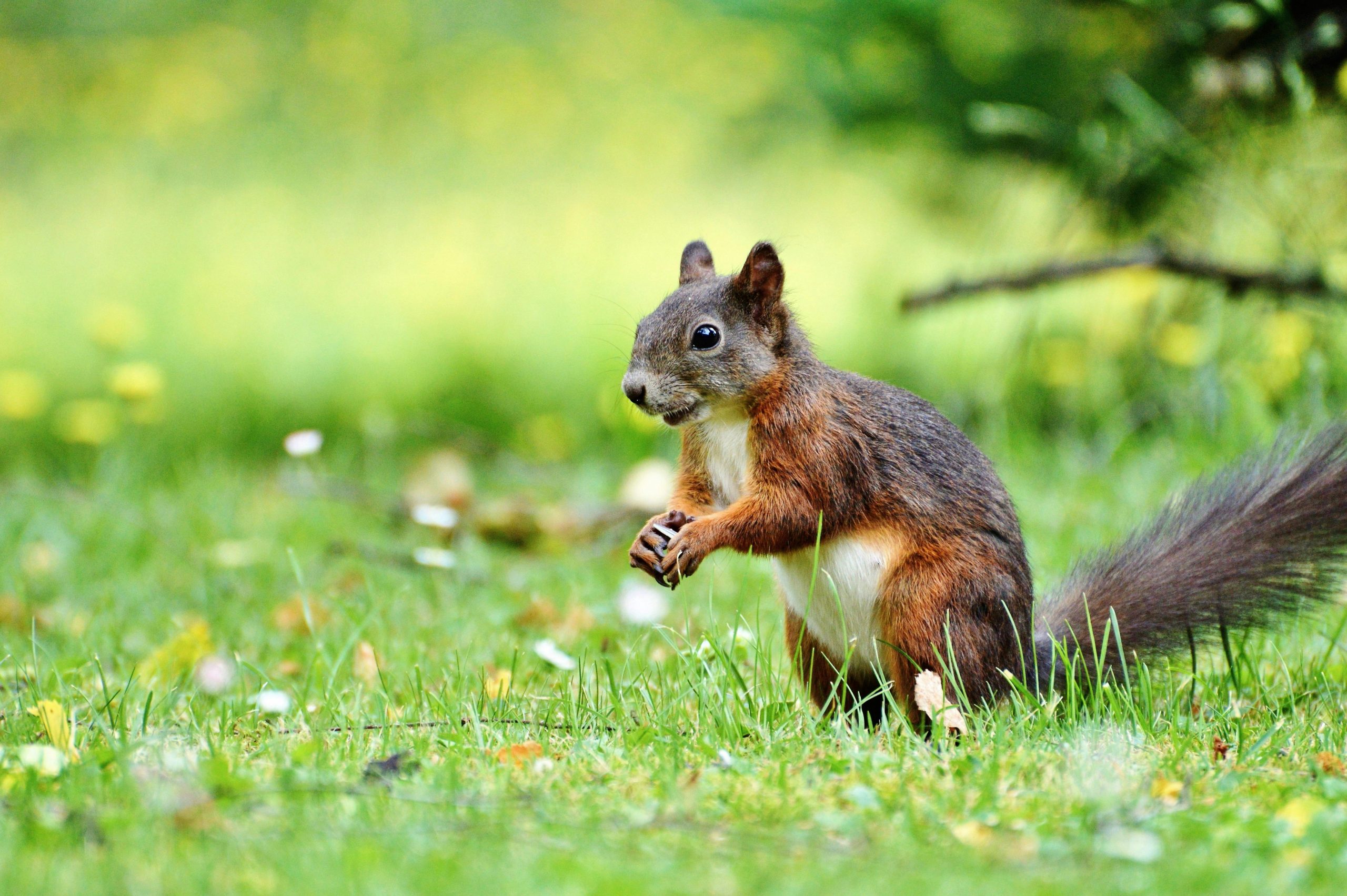 Discovering the Squirrel Drey: New York’s Winter Wildlife Secret