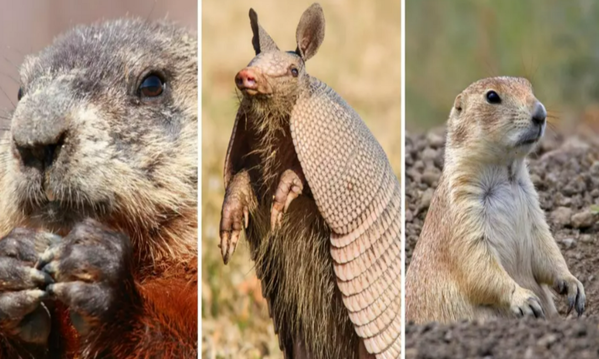 Groundhog Day Faceoff: Punxsutawney Phil vs. Texas’ Animal Forecasters