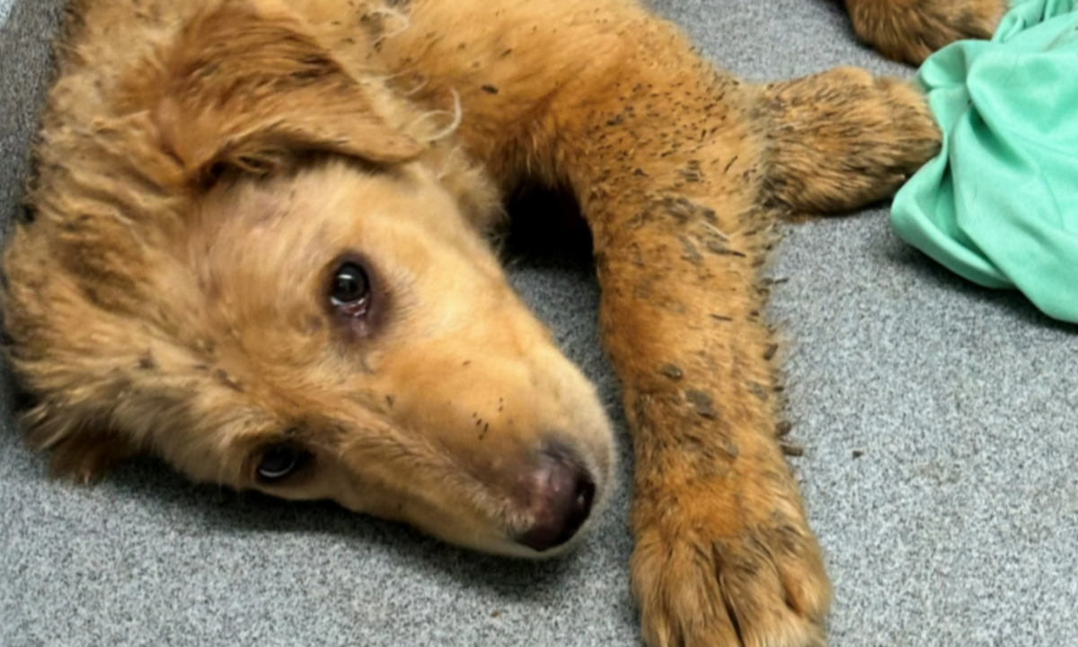 Heartwarming Rescue: 26 Dogs Saved from Unsafe Conditions in Bradenton