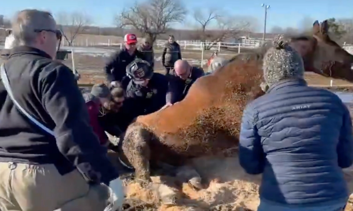 Heroic Kansas Firefighters Rescue Horse Trapped in Mud in Dramatic Rescue Operation