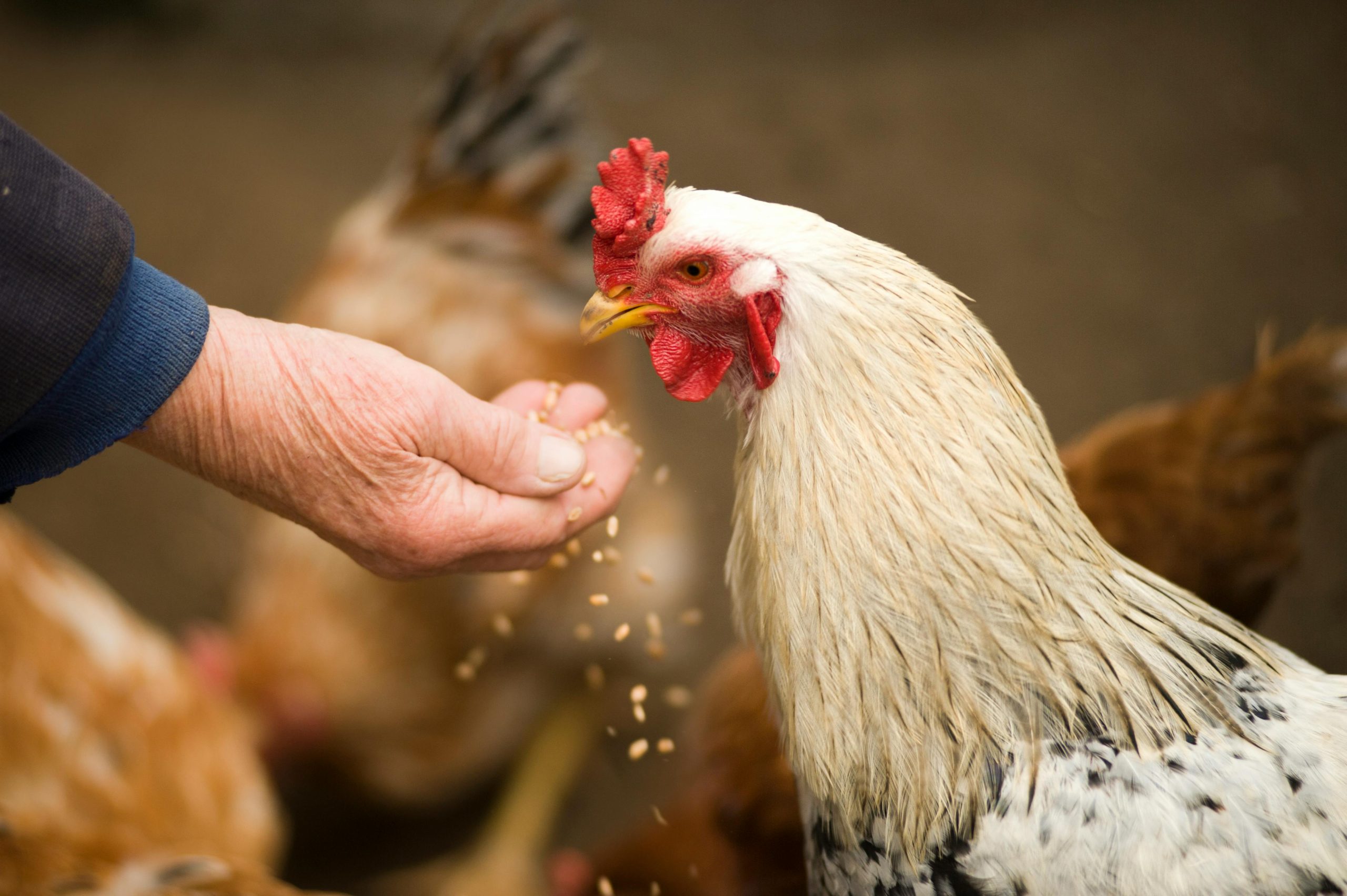 Highly Pathogenic Bird Flu Hits Iowa Turkey Flock, Lawmakers Push for Stronger USDA Response