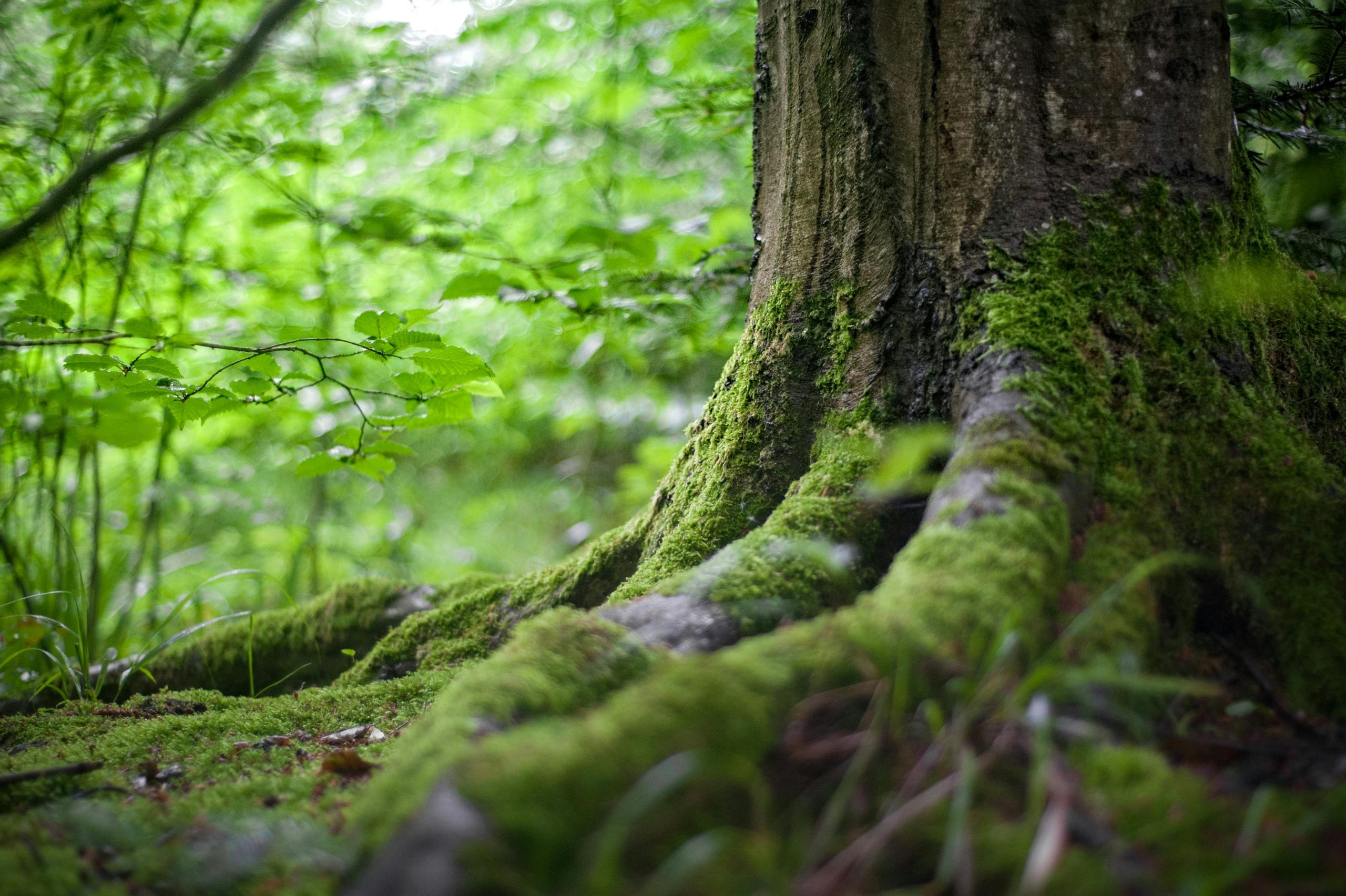 Hoosier in Peril A Documentary on Forest Conservation