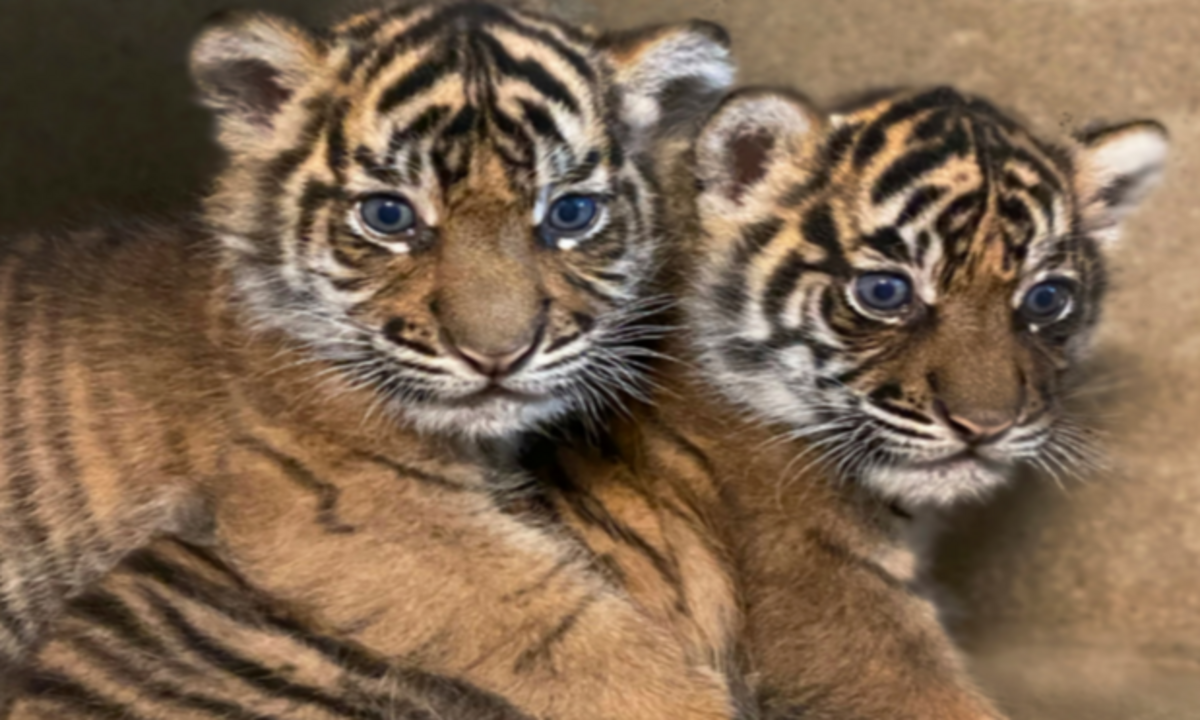 San Diego Zoo Safari Park Celebrates Birth of Rare Sumatran Tiger Cub