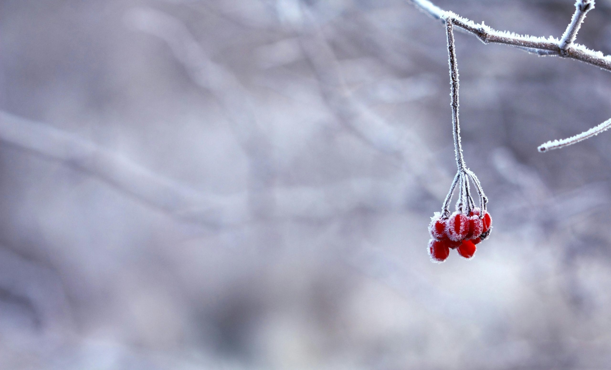 Strong Cold Front to Bring High Winds and Temperature Drop to North Carolina