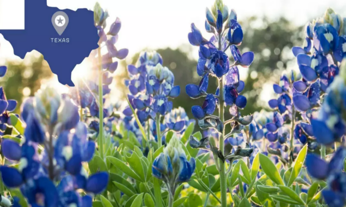 Texas Bluebonnets: The Legal Rules About Picking and Photographing the State Flower