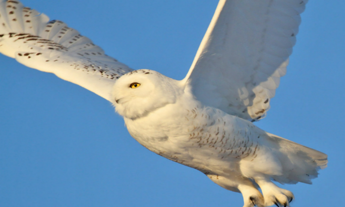 Wisconsin wildlife experts advise against