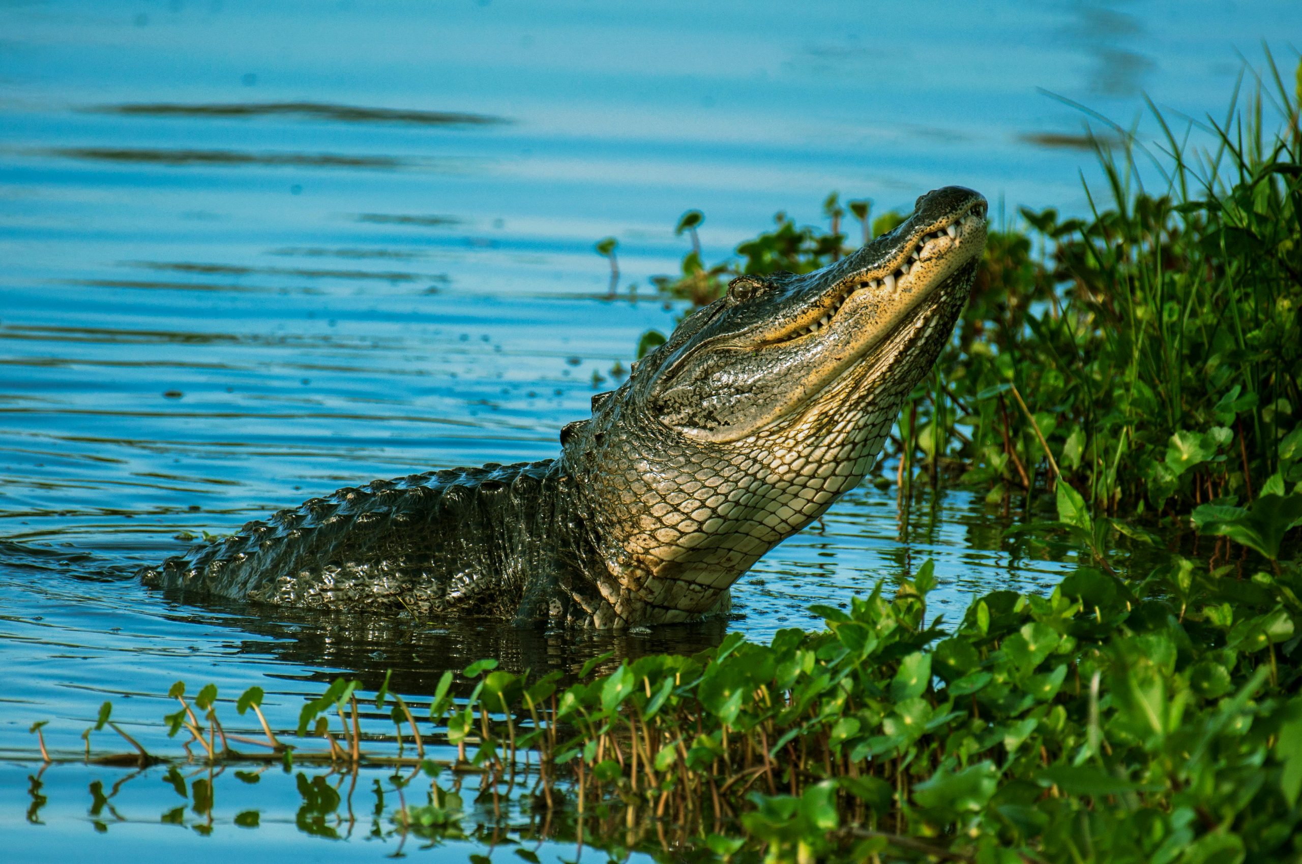 7 Most Alligator-Infested Places in the Deep South