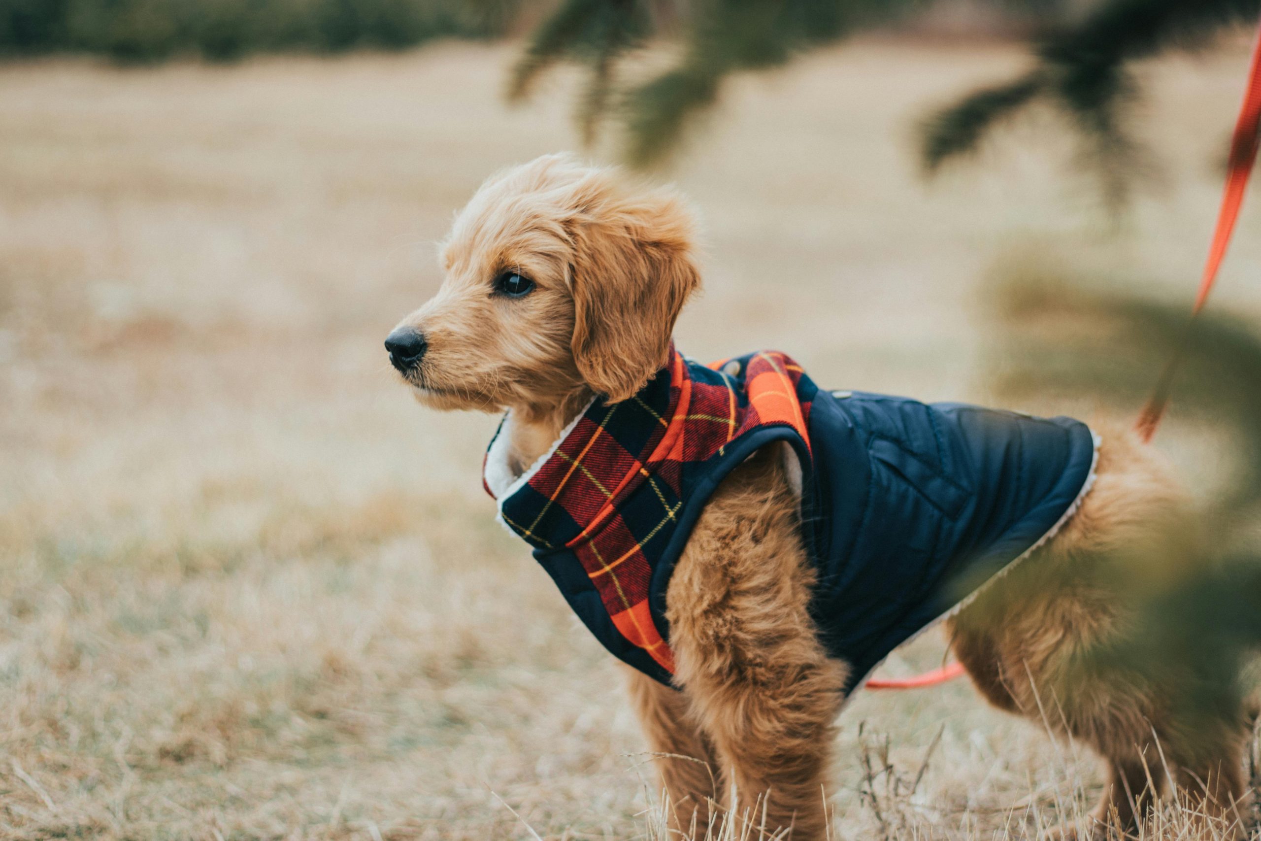 Energetic Goldendoodle-Labradoodle Mix Puppy in Florida Seeks Loving Forever Home