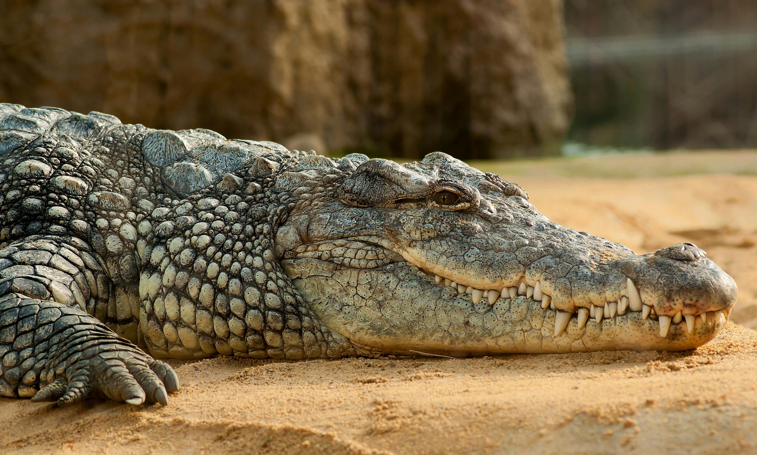 Monster Gators The 5 Largest Alligators Found in Florida Waters