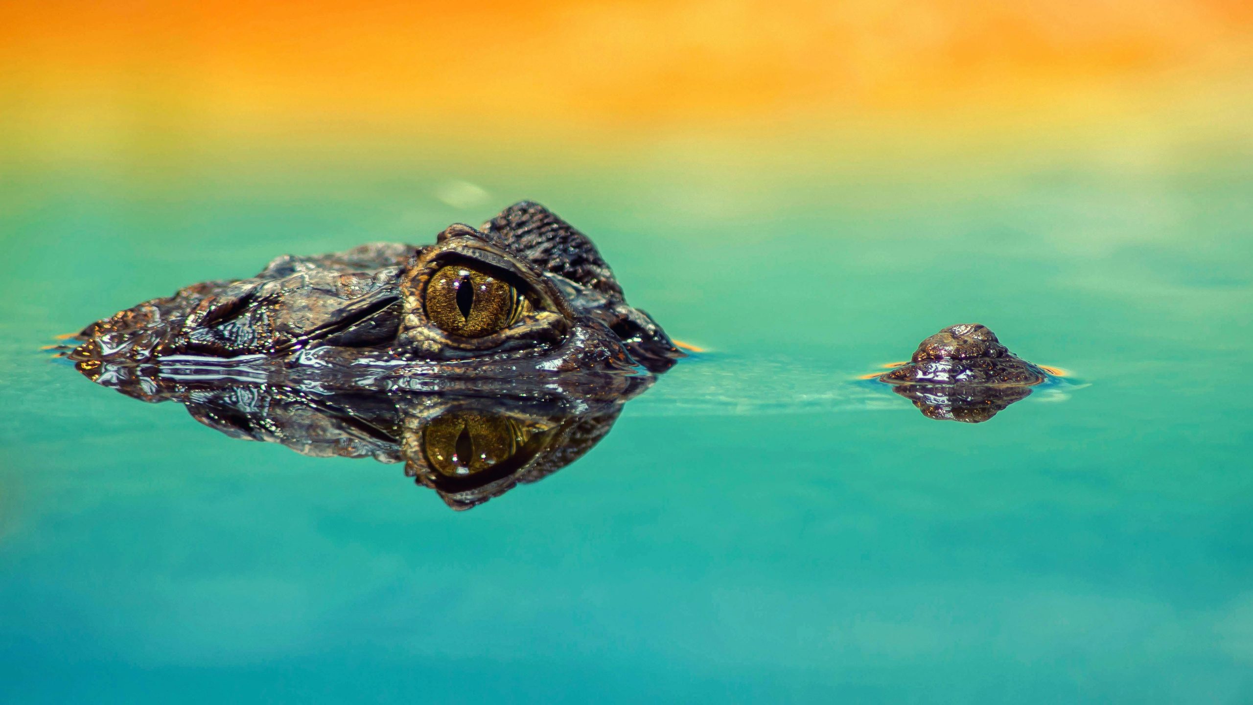 Monster Gators The 5 Largest Alligators Found in Ohio Waters