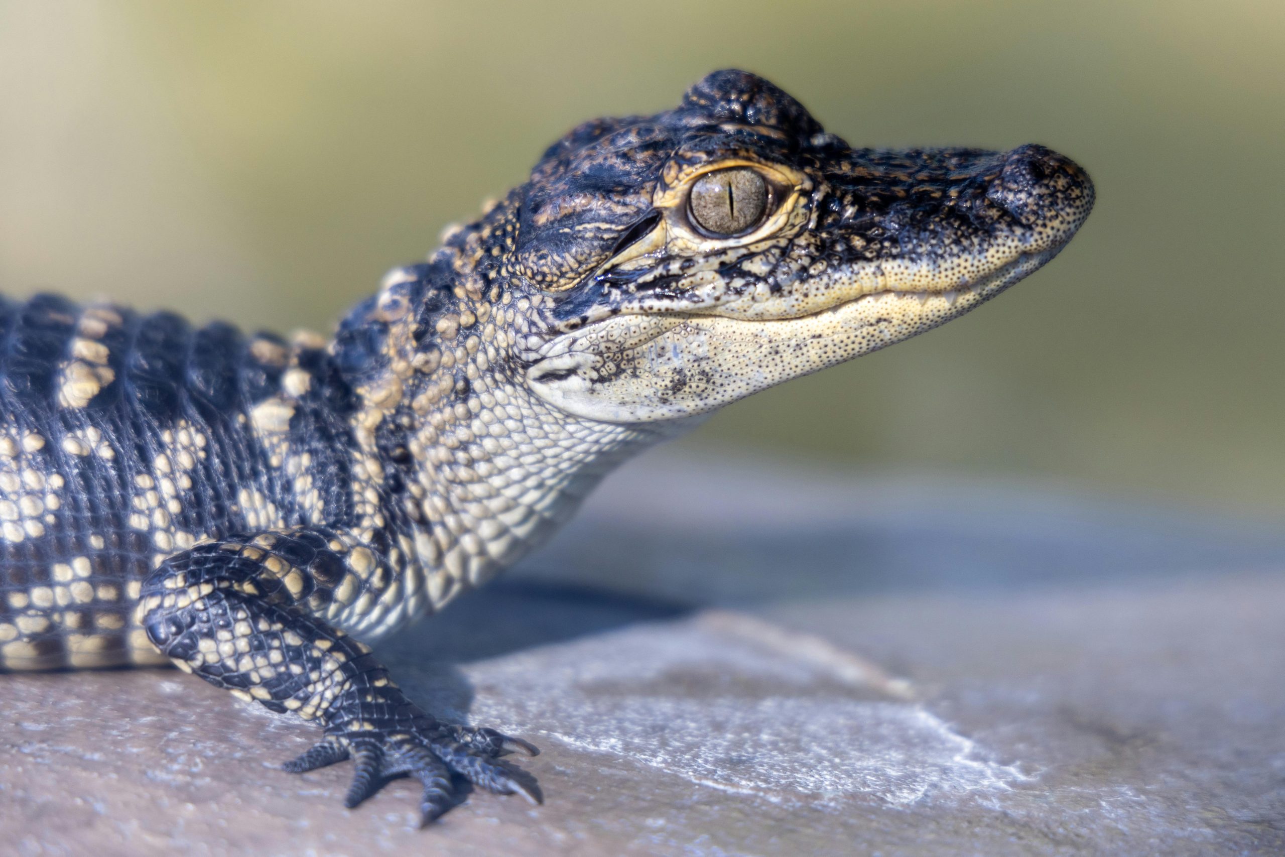 Monster Gators The 5 Largest Alligators Found in Texas Waters