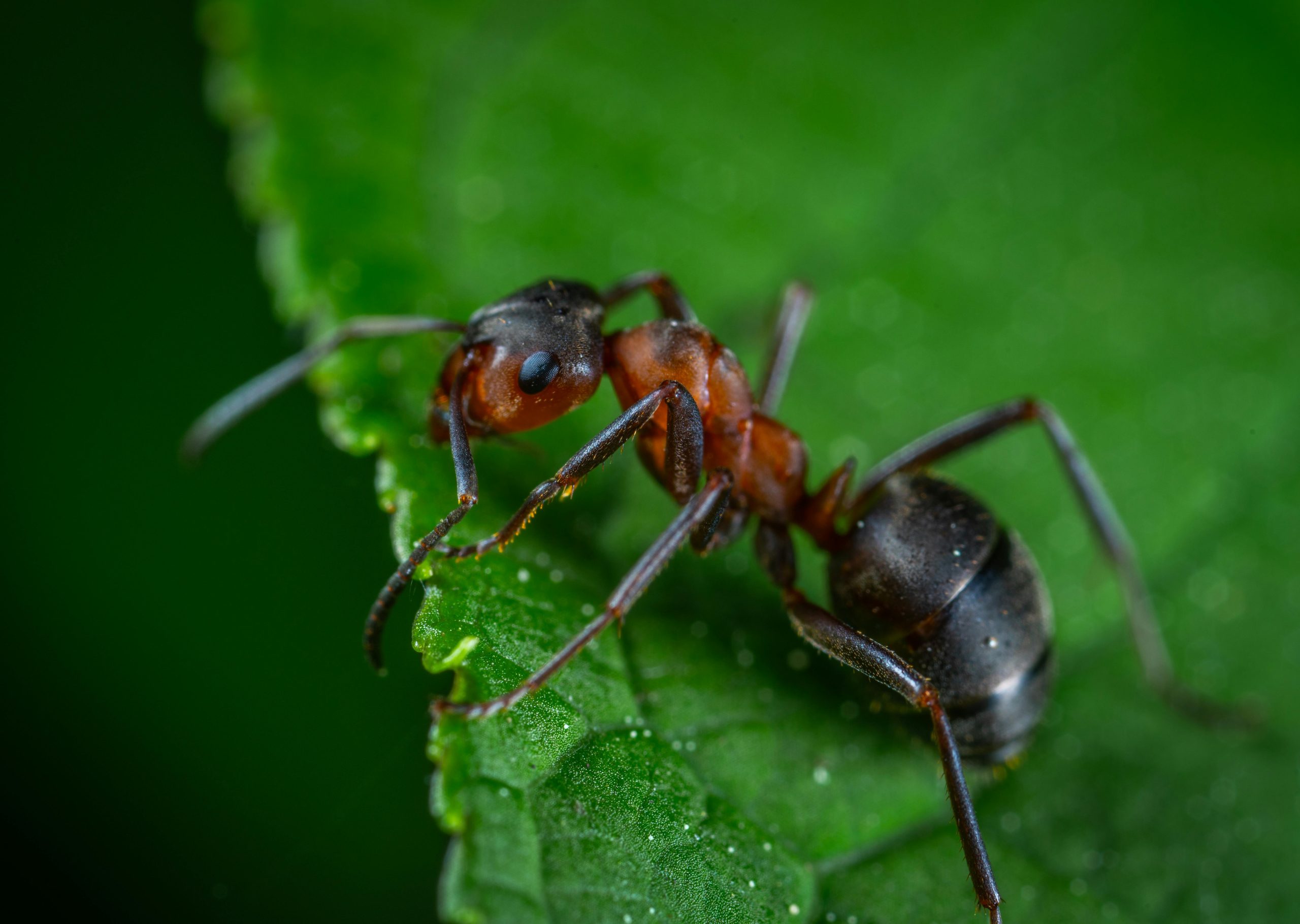 Texas Fire Ants Quick and Effective Ways to Eliminate Them