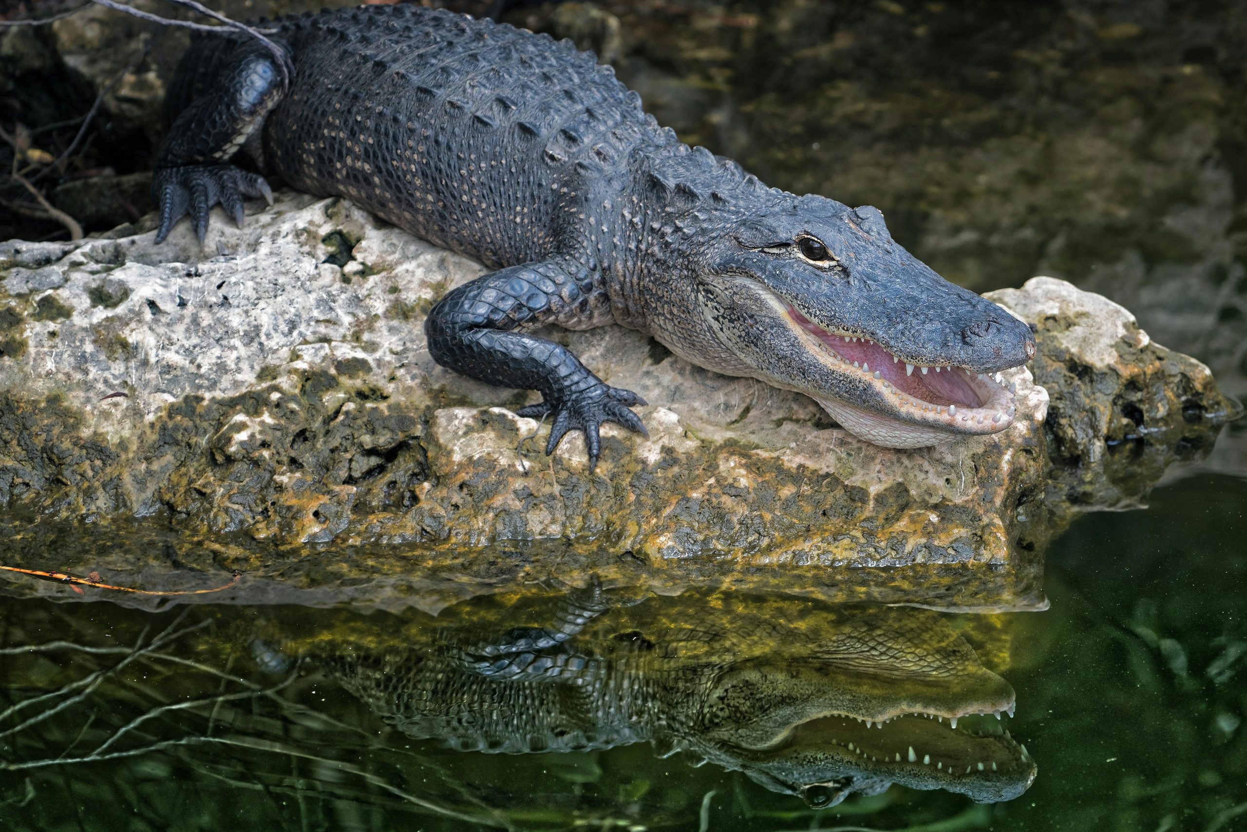 The 5 Most Alligator-Infested Rivers in Alabama Where These Reptiles Roam