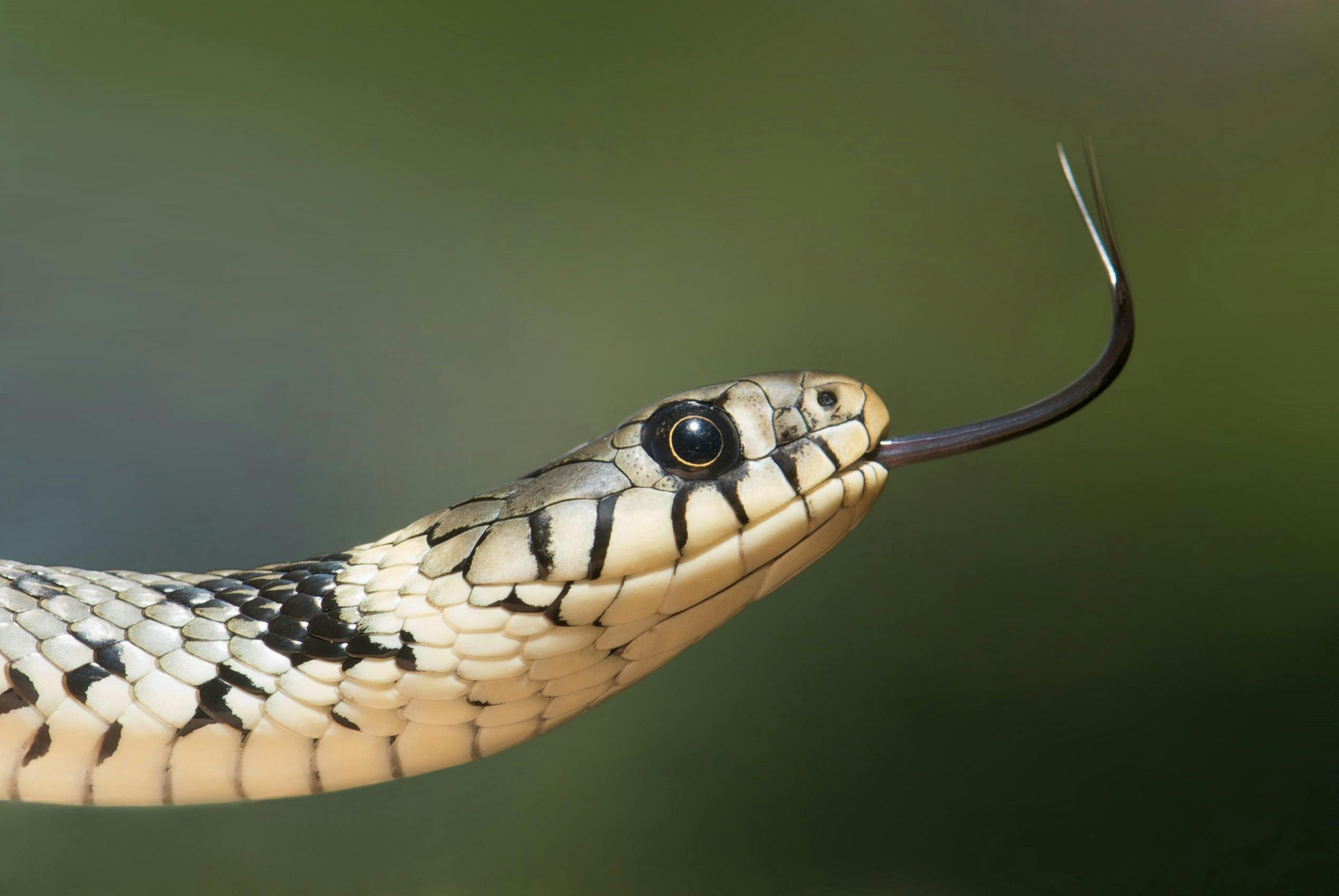 The 5 Most Snake-Infested Lakes in California—Where to Watch Your Step!