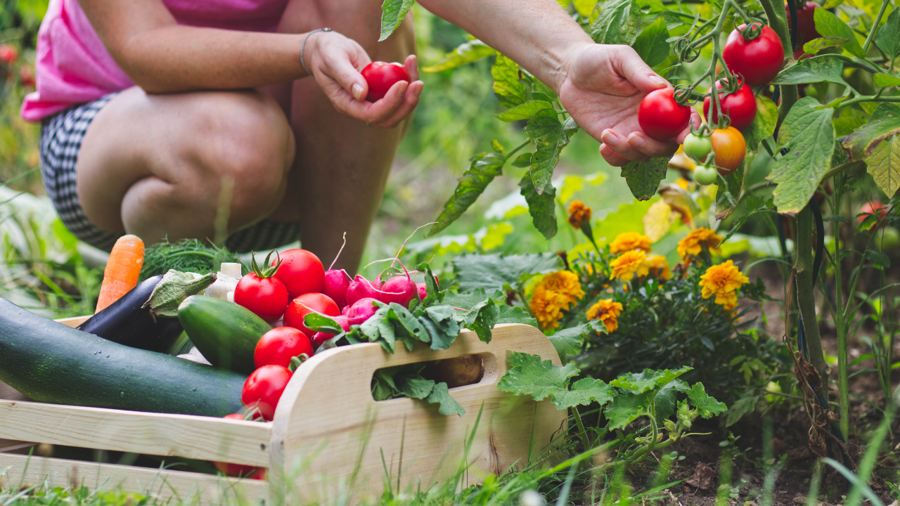 Don’t Ruin Your Garden! Why Planting Too Early Can Kill Your Vegetables