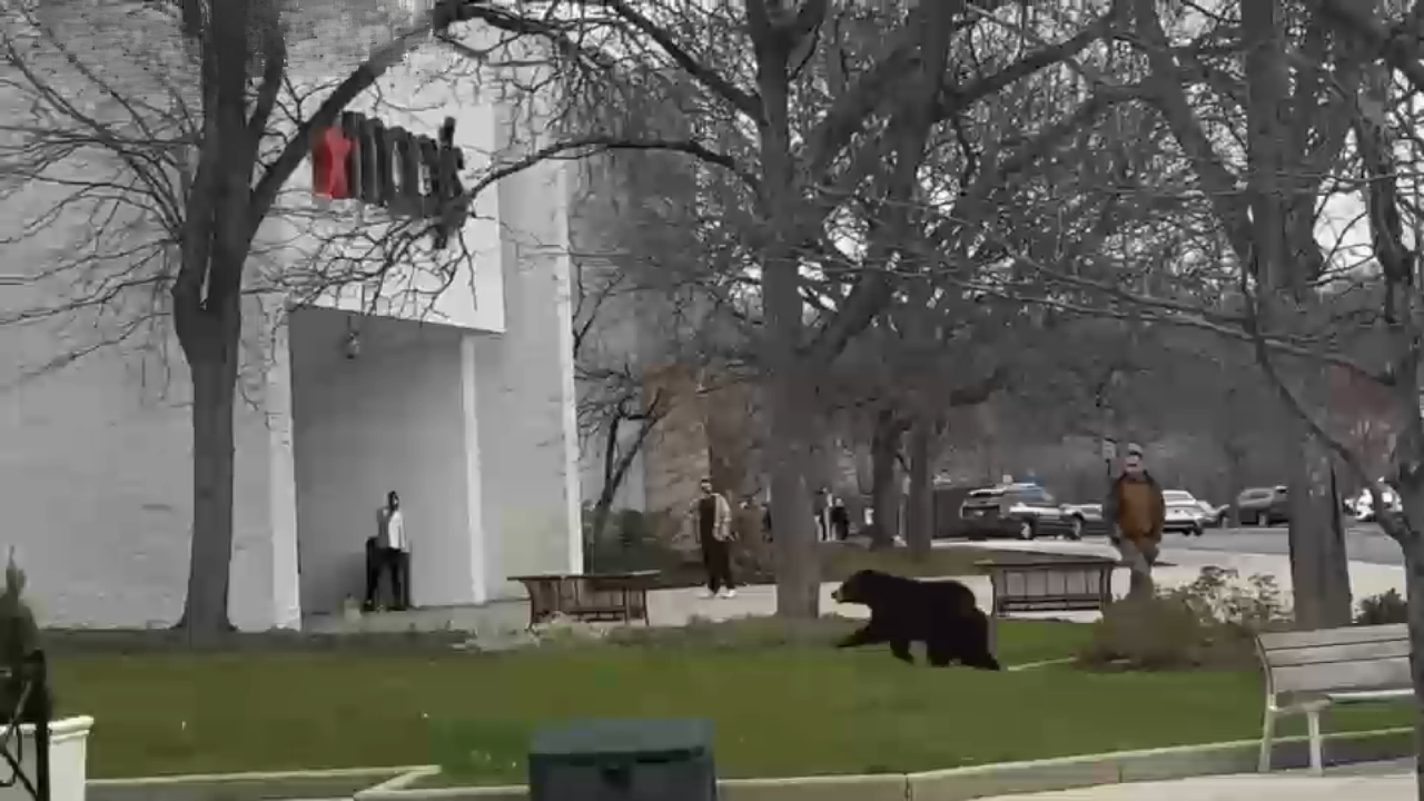 Bear Spotted Roaming Mercer County Mall