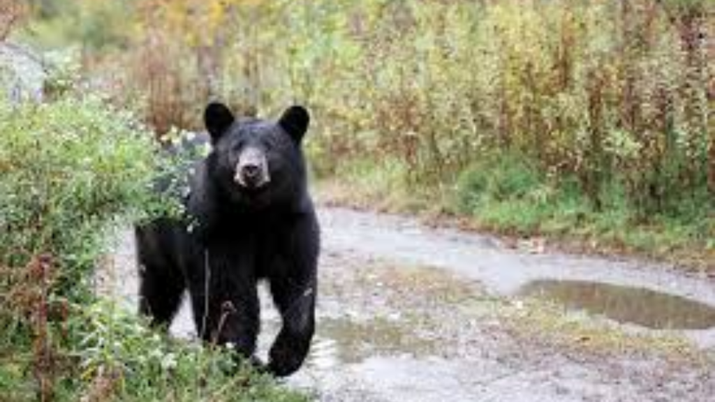 Bear Spotted Roaming Mercer County Mall