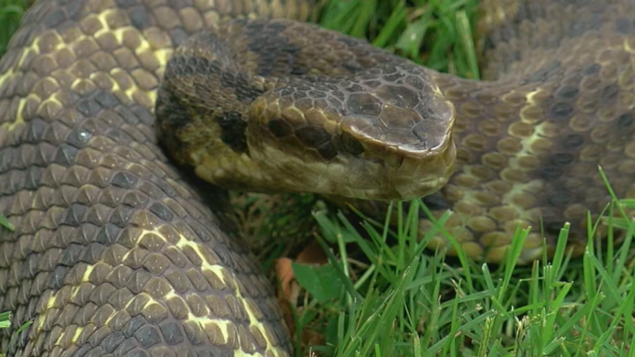 Woman Attacked By Snake Outside Cowarts Post Office In Shocking Incident