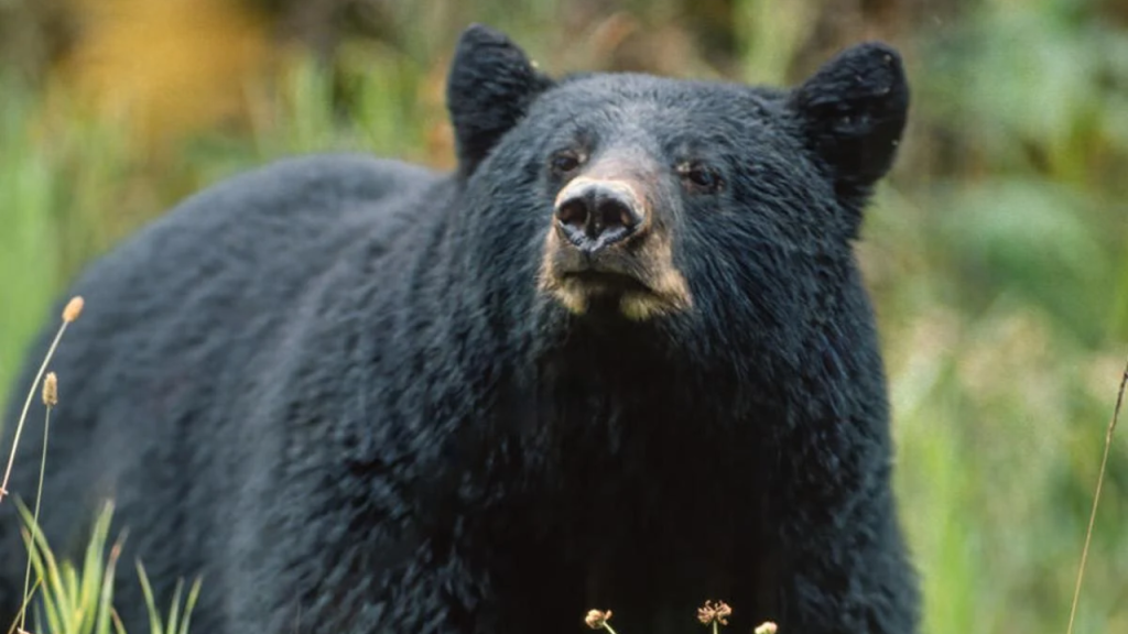 Aurora Residents Urged To Lock Doors And Windows After Bear Spotted In Neighborhood