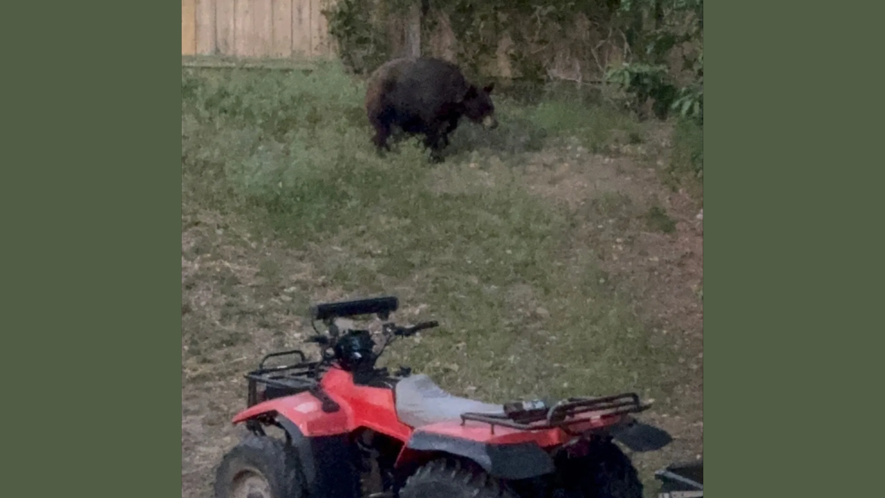 Aurora Residents Urged To Lock Doors And Windows After Bear Spotted In Neighborhood